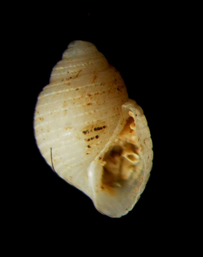 acteon monterosatoi